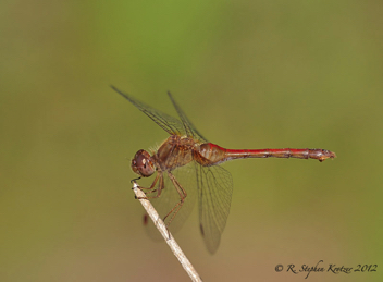 Sympetrum vicinum, female